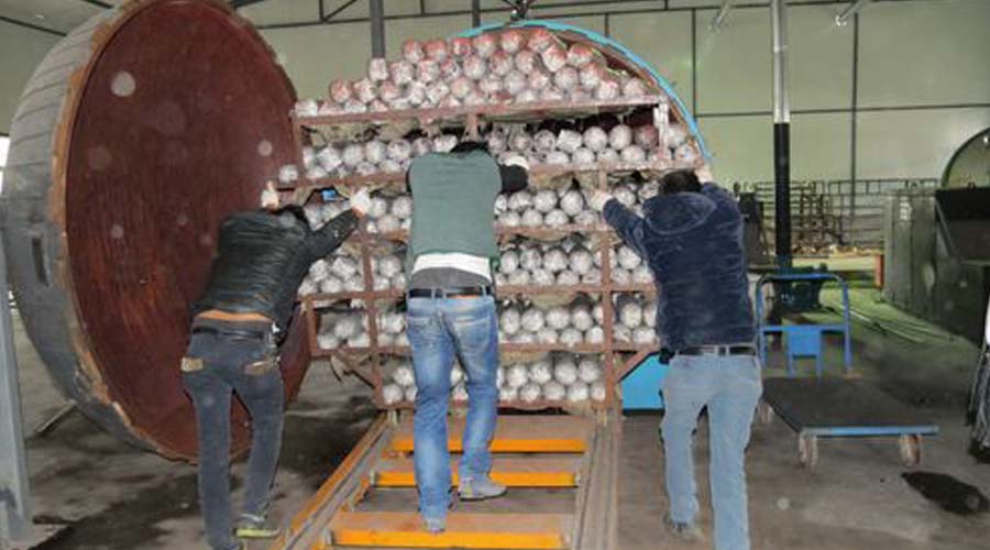 食用菌霉菌工藝