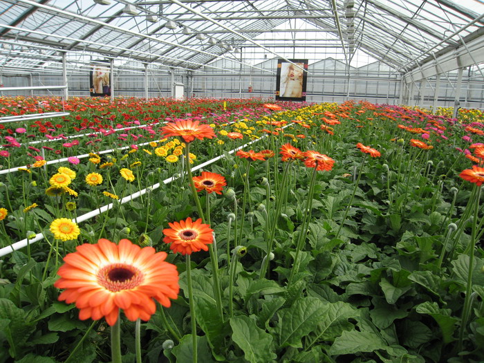 生物質蒸汽發(fā)生器