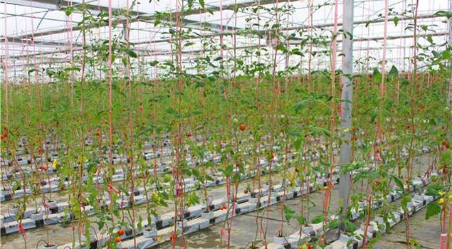 50kg/h蒸汽發(fā)生器 50kg/h蒸汽發(fā)生器