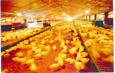 養(yǎng)雞場面積大，保暖難度強，使用蒸汽發(fā)生器就能解決