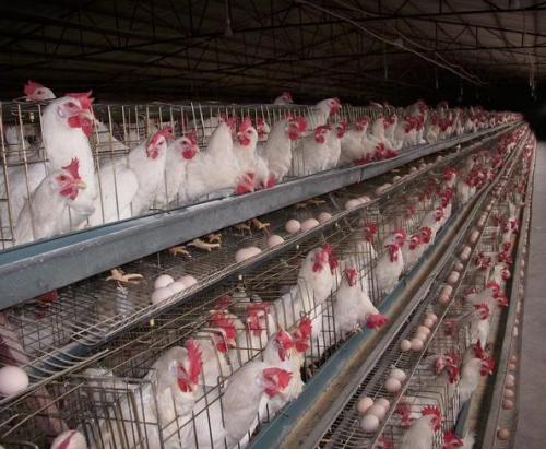 養(yǎng)雞場如何做到安全過冬，使用蒸汽發(fā)生器就好